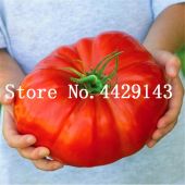 100 STÜCKE Riesen Tomatenpflanzen Samen Organische Erbstück Pflanzen Gemüse Same