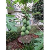 30 Ps / Beutel Zwerg Hovey Papaya Samen Bonsai Bio Fruchtsamen