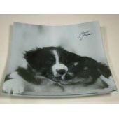 Glasschale Border Collies