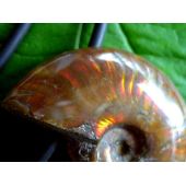Ammonit opalisierend / irisierend, Anhänger gebohrt