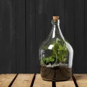 Esschert DIY Pflanzliches Terrarium 3 Liter Glas zum selber machen Pflanzgefäß