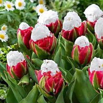 Ice Cream Flower Seeds100Pcs / Bag Tulip Seeds Mehrjährige Blühende Topfpflanzen