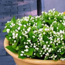 Garten Blumensamen, Wildblumen Wiese Pflanzensamen, 300Pcs / Tasche Jasmin Samen Weiß Blühend Schnell wachsend