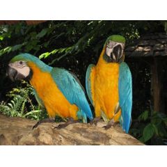 Effekt-Postkarte 3D: 2 Papageien