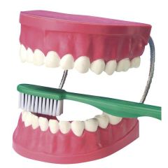 EDUPLAY Zahnpflegemodell