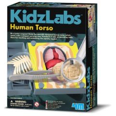 4M Kidz Labs - Human Torso