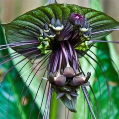 10 Stück Lustige Seltene Schwarze Fledermaus Tacca Chantrieri Whiskers Blumensamen Gartenpflanzen Gartensamen 