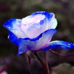 30Pcs / Beutel Rosen-Samen Fragrant Seltene Pflanzen Blau-Rosa Bloom Desktop-Pflanzensamen
