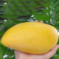 Mango Samen, 10Pcs / Beutel Mangos Baumsamen Nahrhafte Produktive Köstlichen Frü