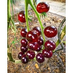 Tomate -Antho Violett/ Rot- 10 Samen -Super Lecker & Süß- * Sehr Gesund*