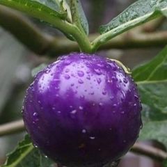 Lila Tomaten-Samen