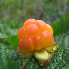 Chamaemorus Fruchtsamen