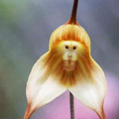 Affe-Gesichts-Orchideen-Blume