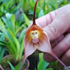 Monkey Face Orchideenblüte, 20 Stück/Beutel Orchideensamen
