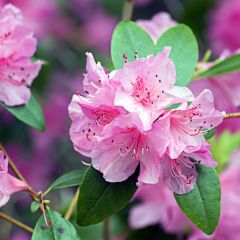 Rhododendron Samen