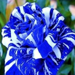 Rosen-Samen, 100Pcs Rose Samen Seltene Produktive Blau Bonsai Garten Pflanzen Blumensamen für Ideal Outdoor-Ga