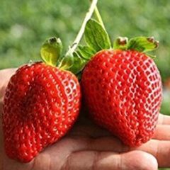 Yellow Strawberry Samen, 100Pcs Erdbeeresamen Nahrhafte reich Vitamin Multi-Color Non-GMO Obst Pflanzgut für I