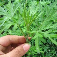 Artemisia Vulgaris Seeds