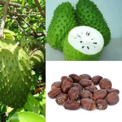 Frische Fruchtsamen Mit 20St Stachelannone Tropische Frucht Vanillepudding Graviola Annona Muricata Samen Zum 