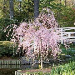 20Pcs / Bag Sakura Samen Natürliche führbare Auffälliges Sakura Baum Samen für den Garten