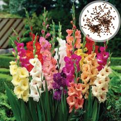 1 Beutel Gladiolus Samen Leicht Zu Kultivieren Hoch Ormental Schnell Wachsende W