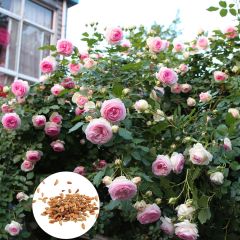 Blumen Samen, Garten Wildblume Samen, 100Pcs / Bag Klettern Rose Samen Spaß Sonne Open-Bestäubende Dekorative 