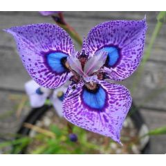 Blaue Augen Moraea Samen Moraea Iridioides Blumensamen 20 Samen Chinesische Eig