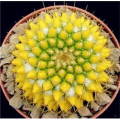 Euphorbia Obesa Samen, Sehr seltene Kaktus Blumensamen