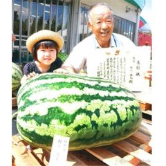 Hot Seltene Riesige Wassermelone Samen 50 stücke Obst samen Gemüse Interesse So Süß Einfach zu Pflanzen Für Ga