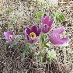 Magie Bonsai Langlebigkeit Blume Pflanzen im Freien Kalanchoe Semente Flore Novel Pla