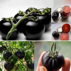 Black Tomato Samen, 200Pcs Tomatensamen