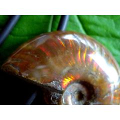 Ammonit opalisierend / irisierend, Anhänger gebohrt