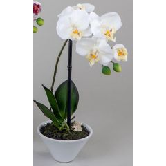 Weiße Orchidee im Porzellantopf, 35 cm
