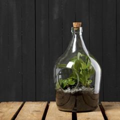 Esschert DIY Pflanzliches Terrarium 3 Liter Glas zum selber machen Pflanzgefäß