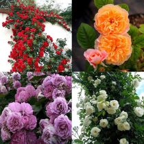 Blumen Samen, Garten Wildblume 300Pcs