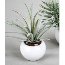formano Deko Kaktus im weißen Kugel Topf, 12 cm