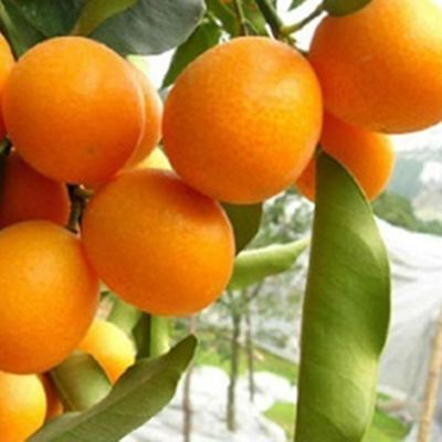 Frische Fruchtsamen mit 20Pcs Orangenbaum Samen Garten Indoor Balkon Topf Bonsai Zwerg Obst Pflanzen zum Pflan | B09S5XN9B8