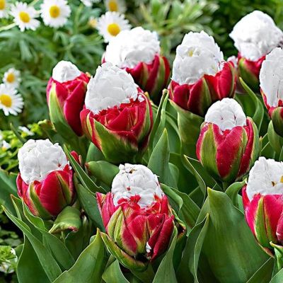 Ice Cream Flower Seeds100Pcs / Bag Tulip Seeds Mehrjährige Blühende Topfpflanzen | B095YXK8C7 / EAN:07445042158167