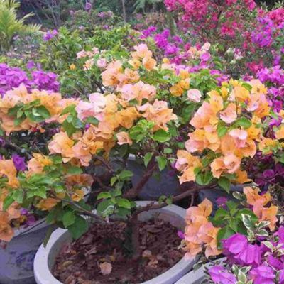 Orange - Garten Blumensamen, Wildblume Wiese Pflanze Samen, 100Pcs / Tasche Bougainvillea Samen Neutral Klettern Medium | B09Y1YMH5N