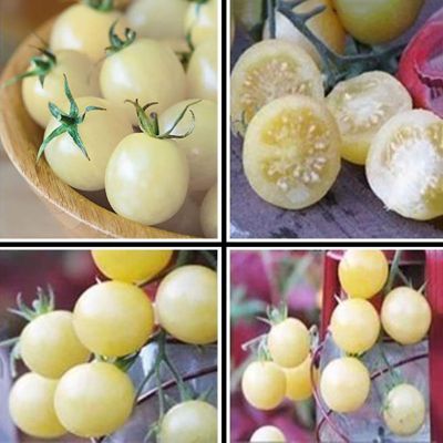 Regenbogen Tomatensamen, 200Pcs Tomatensamen süße leicht zu lagern Produktive Gemüse Pflanzensamen für Ideal i | B08ZST22X7