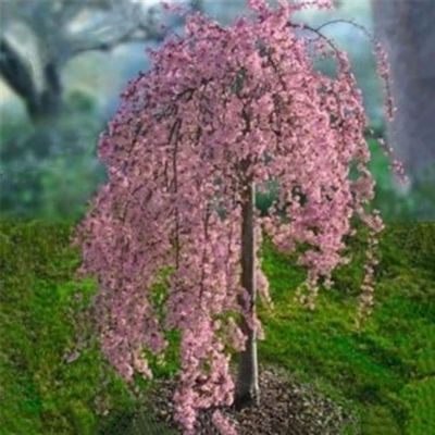 Sakura Samen, 20Pcs / Bag Sakura Samen Natürliche Führbare Auffälliges Sakura Ba | B091KV2ZVF