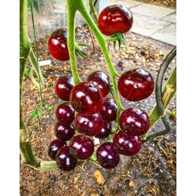Tomate -Antho Violett/ Rot- 10 Samen -Super Lecker & Süß- * Sehr Gesund* | 55af37b2-8355-4b9f-9072-4da58cc7da1d / EAN:0313020353361