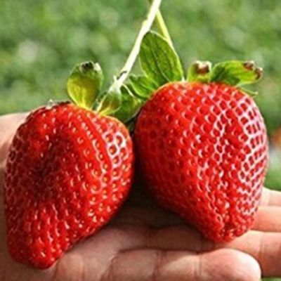 Yellow Strawberry Samen, 100Pcs Erdbeeresamen Nahrhafte reich Vitamin Multi-Color Non-GMO Obst Pflanzgut für I | B08ZSWVGYJ