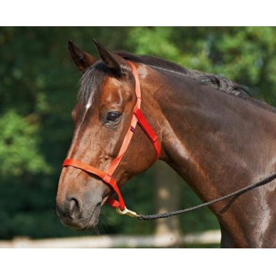 Rot, Pony - Halfter WEIDE Weidehalfter ohne Metall | 601205-06